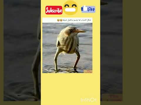 الشباب لمى يلبسو بنطلون ديق ضحك اكسبلور  نكت اضحك من قلبك