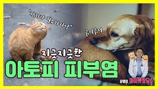 강아지와 고양이의 아토피성 피부염의 원인, 증상, 치료에대해 알아보자