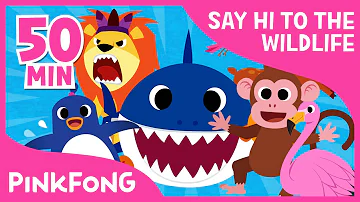 Welcome to Safari | Animal Songs | + Compilation | Pinkfong Songs for Children