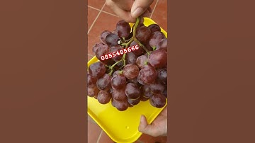 Rửa hoa quả với nước rửa chén Osaro.