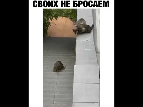 Фото своих не бросаем z картинки