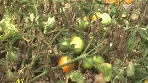 Eritrean Fruits and Vegetables Farmers satisfying local demand in Lalei Gash
