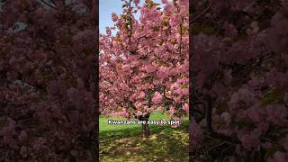 Kwanzan cherry blossoms in bloom in Washington DC 🌸