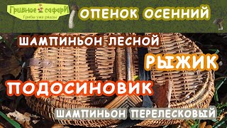 Грибное_сафарИ на опенка Липецк. 10 окт. 22г.