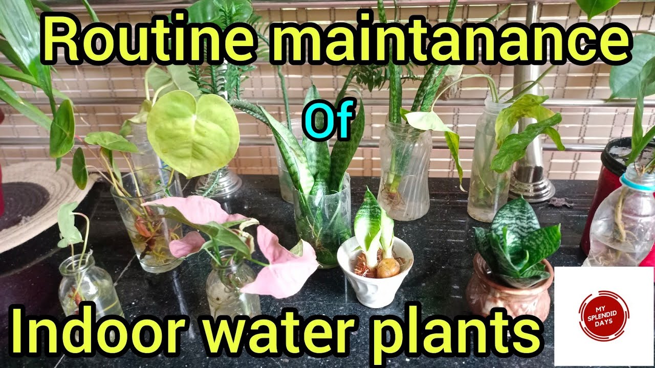How I maintain my indoor water plants/malayalam/My splendid days