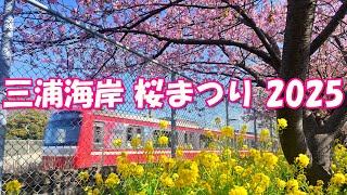 【4K】三浦海岸「桜まつり2025」河津桜満開！！