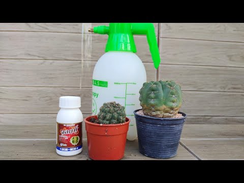 Method for treating cactus rust with Joint anti-rust drug. [แคคตัสเป็นราสนิมรักษาอย่างไร?]