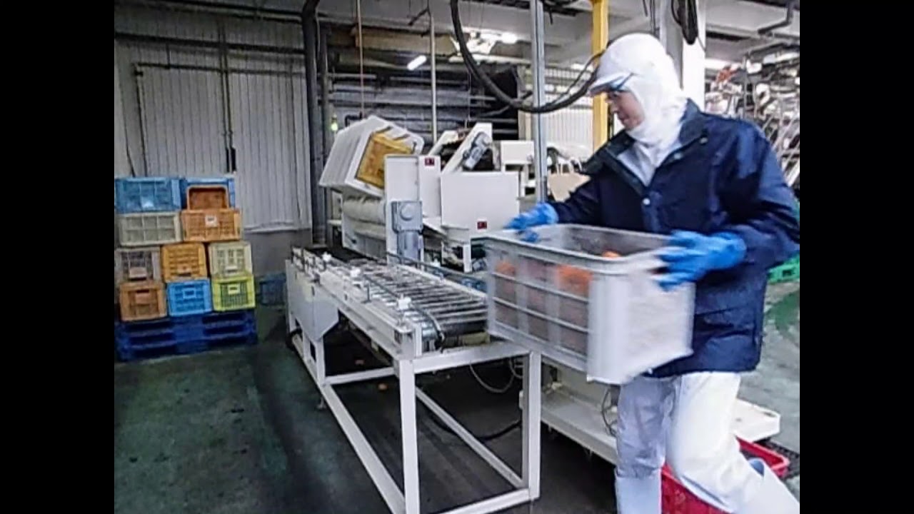 みかん選別器　100V（池田鉄工）引き取り限定 みかん選別器100V（池田鉄工）引き取り限定 (かなてぃー) 有田のその他