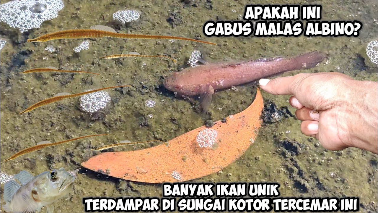SUNGAI INI TERCEMAR ADA GABUS MALAS ALBINO DAN BANYAK IKAN PIPA TERDAMPAR DI PINGGIRAN