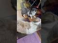 Laro mga batuta🐶😹 #cats #dogshorts #viralshort #bahrainlife #capcut #pets #youtubeshorts