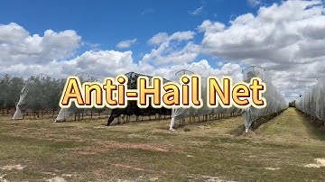 Knitted Hail Netting for Vineyards#hailnet #orchard