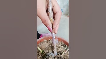 Hướng dẫn ghép cây ăn quả. # 果树 graf 接 # Trợ lý Douyin Xiao #