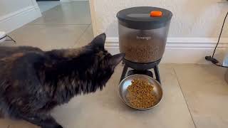 MeowServe B10 Automatic Feeder with 3L