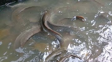 Mình Nuôi cá Trê quá đơn giản quá cho cá ăn cùn dễ.