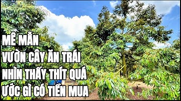 Mảnh đất vườn cây ăn trái  cực đẹp – vườn sầu riêng Thái sai trái, mặt tiền đường nhựa lớn ở BRVT
