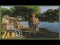 Building a Cave for OCELOTS🦦🍃| Hill Country Zoo Makeover: Part 2