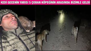 Gece Orman Yürüyüşü 5 Köpek 1 Kedi̇ Evden 3Km Uzakliktayiz