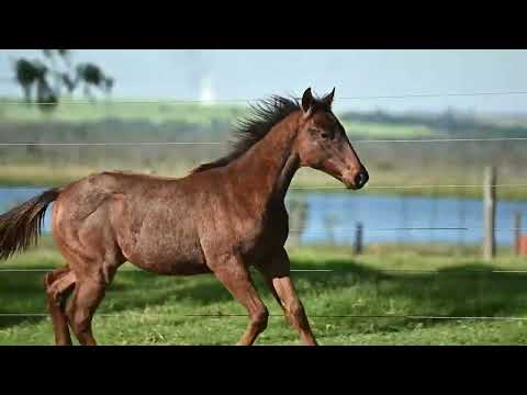 LOTE 009 FLING CREEK   15º CARUANA FUTURITY CHAMPIONS