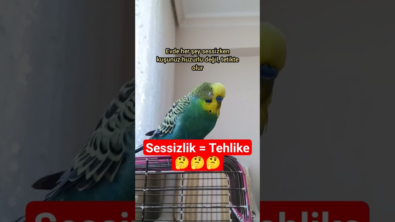 Kuşlar, Evin Sessizliğini Bir Alarm Gibi Yorumlayabilir! 🔇🐦⚠️ #muhabbetkuşu #talkingparot #parrot