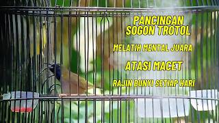 PANCINGAN SOGON GACOR 🔥 ATASI SOGON MACET & BAHAN CEPAT NGELEPER