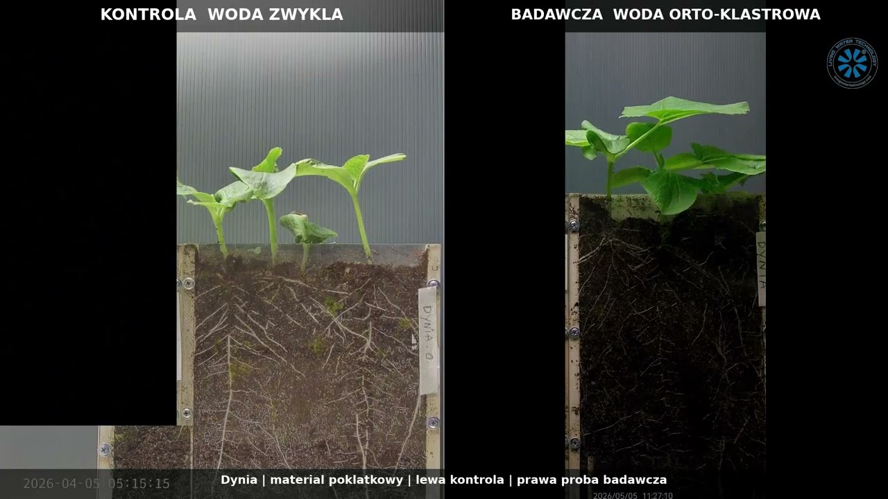 Dynia podlewana wodą LWT — korzeń rósł 2,5× szybciej