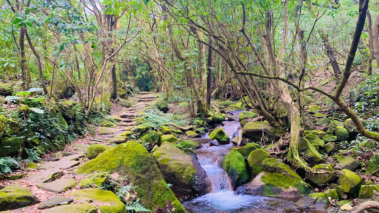 115.2.5台北陽明山-金包里大路·魚路古道·擎天崗·下七股溫泉