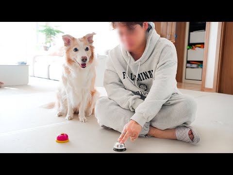 관찰력이 엄청 좋은 강아지들만 할 수 있다는 이 행동..ㄷㄷ (신기해서 소리지름)