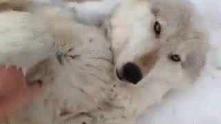 Cute Wolf Wanting Belly Rubs