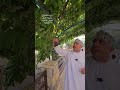 تعريشة العنب بالجبل الأخضر