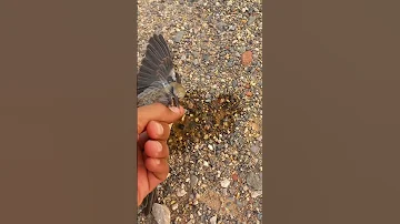 سقي طائر عطشان في اعز الحرارة السعودية Arabica Wild And Hunt مقناص 