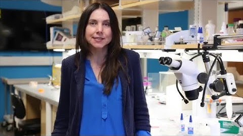 Neuronal Coding of Spatial Paths during Slow and Fast Gamma Rhythms