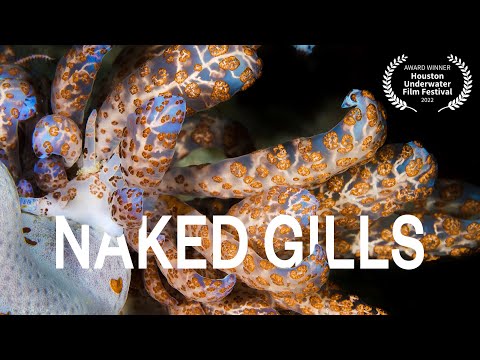 Naked gills - The beautiful Nudibranchs of Indonesia