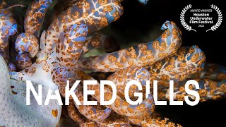 Naked gills - The beautiful Nudibranchs of Indonesia