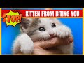 How to stop a kitten from biting