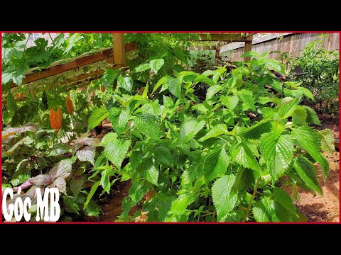 Video: Trồng Rau Kinh Giới (Hyssopus Officinalis)