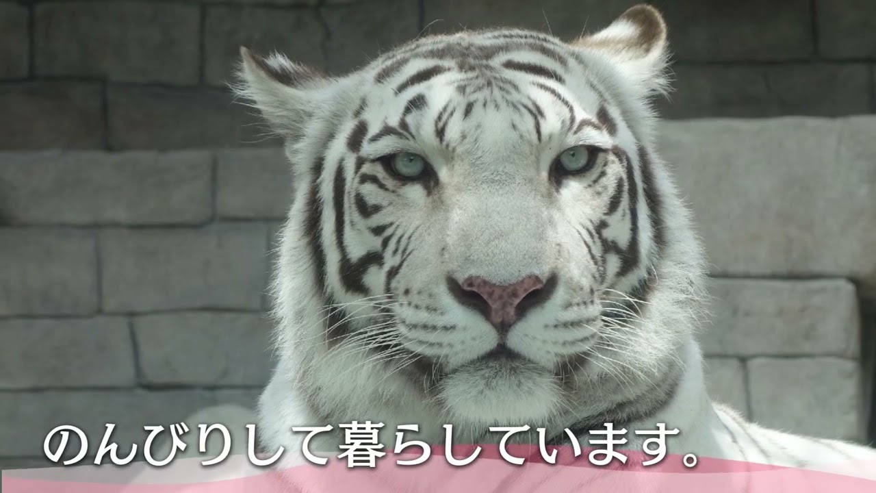 東武動物公園限定ホワイトタイガーキティ 2種 まとめ6個 東武動物公園限定ホワイトタイガーキティ 2種 まとめ6個 埼玉