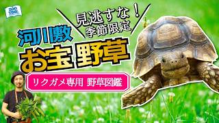 永久保存版】飼育書では絶対学べない！リクガメの適正な餌🐢徹底解説