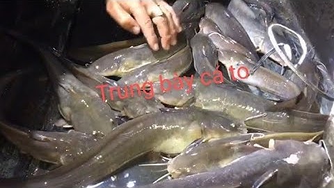 Cách chọn điềm câu cá ngát.moi tép câu cá ngát siêu nhạy