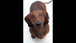 Dachshund plays RED LIGHT; GREEN LIGHT… by DITB PRODUCTIONS 14,481 views 2 years ago 1 minute, 14 seconds