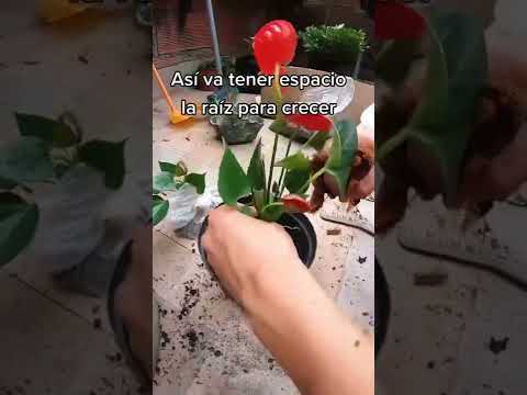 Video: Cuándo regar una planta de Anthurium: ¿Cuáles son los requisitos de agua de Anthurium?