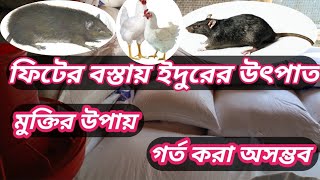 ফিটের বস্তায় ইঁদুরের উৎপাত।ইঁদুর থেকে বাচার উপায়।