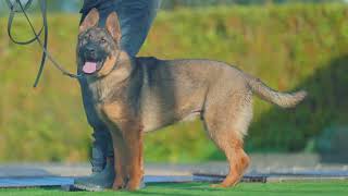 Our GSD working line start some training by Elite Boerboels (Dog Breeding&Protection Training) 375 views 4 months ago 2 minutes, 3 seconds