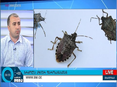 ბრძოლა აზიურ ფაროსანასთან