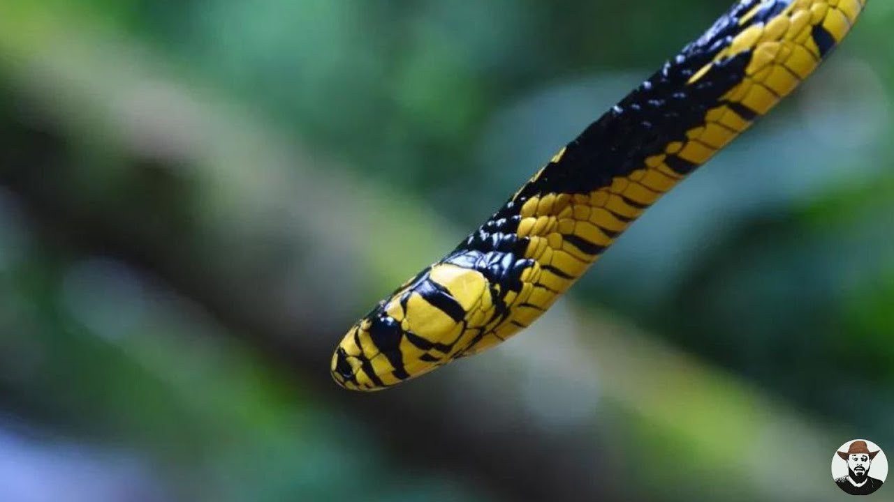 Cobra Caninana passeia na floresta | Biólogo Henrique