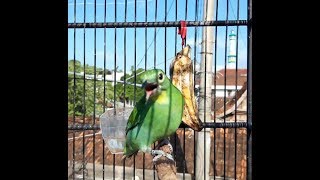 MASTERAN CUCAK IJO BETINA COCOK BUAT NGECAS CUCAK IJO JANTAN MACET BUNYI