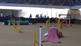 20140525 京都長岡京トレーナーズクラブアジリティー競技会 JP2 5席 (ドラゴンハット)