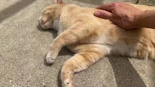 Adopt Tigerlily