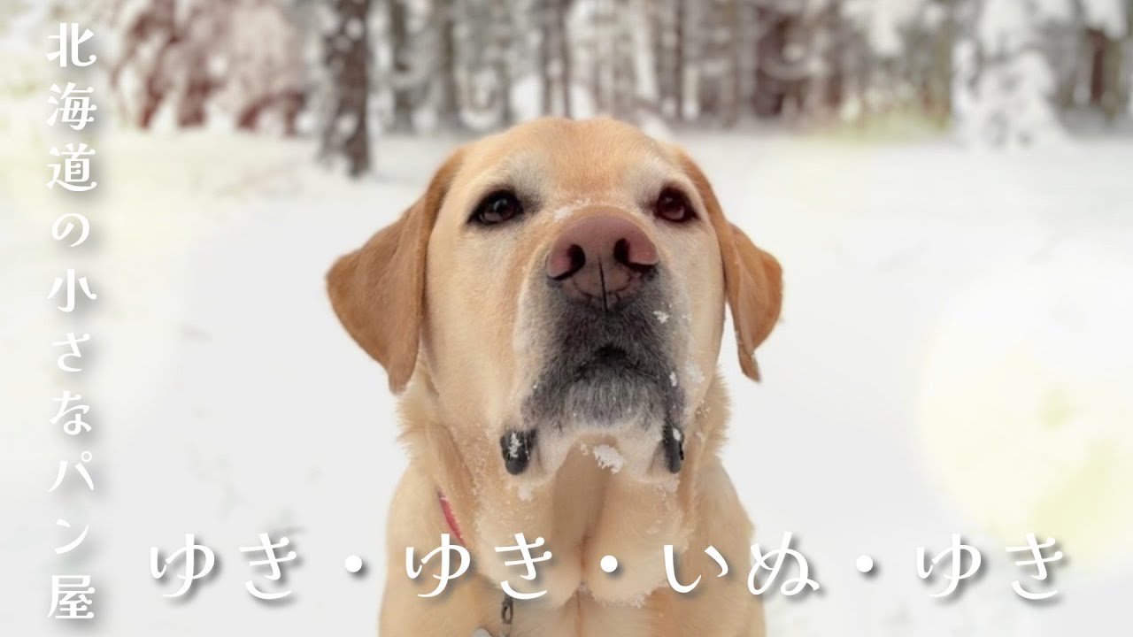 【北海道の小さなパン屋】雪に溺れるラブラドールとパン屋の冬休み