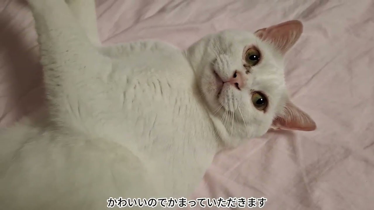 かわいいおなかのさとるくん