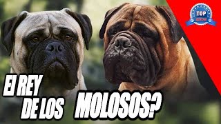 BULLMASTIFF by TOP SHOW CANINO 5,369 views 2 months ago 38 minutes